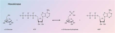 hexokinase 4.